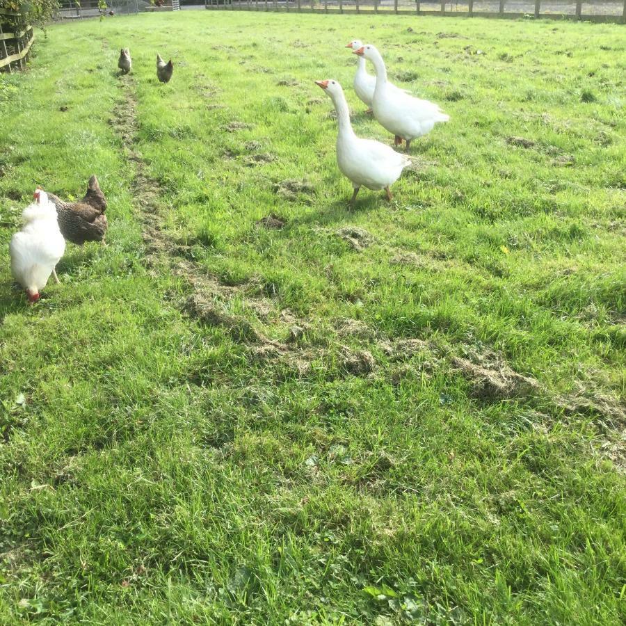 Cattal Crossgate Farm 빌라 외부 사진